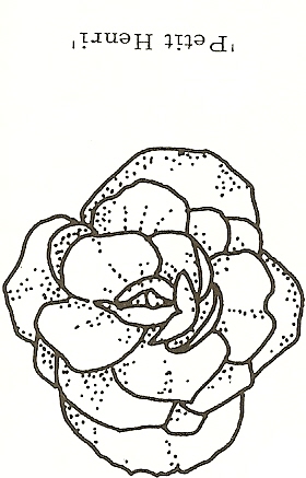 B. ‘Petit Henri’
